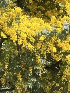 2026年 フレッシュミモザ 小型ダンボール1箱590円 - メルカリ