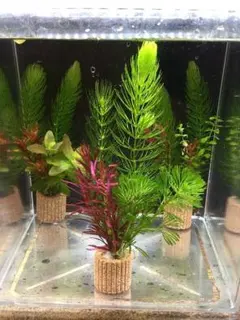 ☆置くだけ簡単レイアウト！ 水草３種植え ２個セット 吸着系多孔質ろ材付き