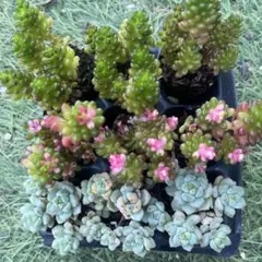 お取り置き専用　多肉植物　❁︎シュビル錦　未発根 お取り置き専用 多肉植物 ❁︎シュビル錦 未発根