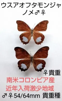 最終価格‼️【稀産地】ツマベニチョウ♀標本☆尖閣諸島産☆93mm美麗