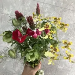季節の花セット　切り花　オンシジウムなどのサムネイル