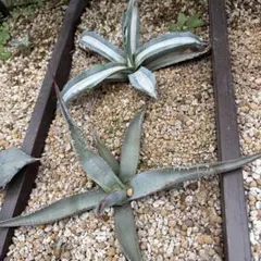 2026年最新】アガベ パリー ネオメキシカーナの人気アイテム - メルカリ