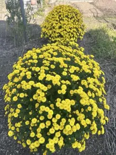 ザル菊　抜き苗3本のサムネイル