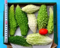 8/5日朝採りゴーヤ　白ゴーヤ食べ比べ8個　農薬・ 除草剤不使用のサムネイル