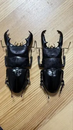 2025年最新】スマトラオオヒラタ 標本の人気アイテム - メルカリ