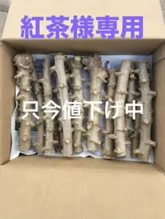 キャッサバ苗木白甘味種20cm 30本 キャッサバ穂木 甘味種 2種 各15本 合計30本 マニホット マンジョッカ