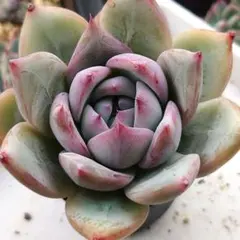 2026年最新】ブラックサバス 多肉の人気アイテム - メルカリ