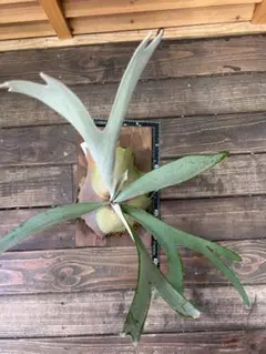 Veitchii 2nd second limited ビカクシダ 植木屋21 - メルカリ