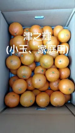 2026年最新】津之輝の人気アイテム - メルカリ