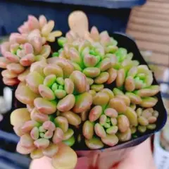 Ka様用　だるま姫秋麗×スプリングワンダー　抜き苗　シャングリラ錦③カット苗