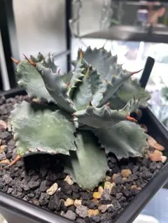 マンガベ アガベハイブリッド 焱 暁之雪×紫之君 KOBA plants 子株
