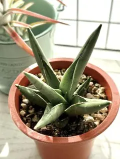 2026年最新】サンスベリア抜き苗の人気アイテム - メルカリ