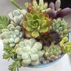 ③本日の気まぐれ 多肉寄植えセット （6.5cm鉢内カット苗全て） - メルカリ