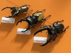 Item thumbnail for item 75489237-1d04-4c84-8bf4-25aaaacc30ff