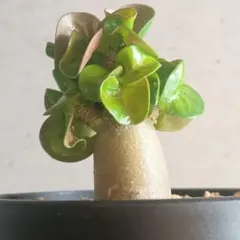 osio様 リクエスト 3点 まとめ商品