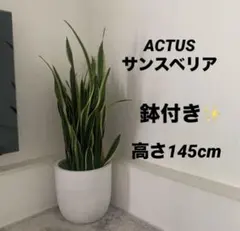 サンスベリア　特大サイズ　美形　観葉植物　ACTUS アクタス 2025年最新】アクタス 鉢の人気アイテム - メルカリ