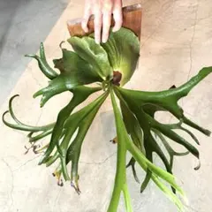 2025年最新】アルマダ ビカクシダの人気アイテム - メルカリ