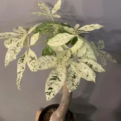 2026年最新】パキラ ミルキーウェイの人気アイテム - メルカリ