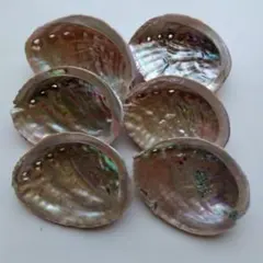 アワビ貝殻　11〜12cm　6個セット