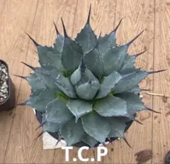 2025年最新】龍球会 アガベの人気アイテム - メルカリ