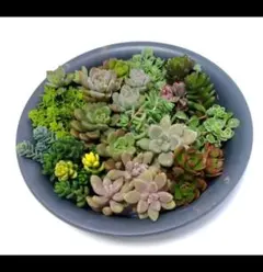 ゴージャス！ セダム弁当 ④ カット苗セット 多肉植物 セダム グラプトベリアのサムネイル