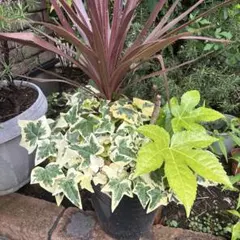 斑入りアイビー 2ポット　観葉植物のサムネイル