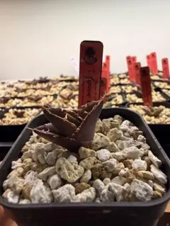 【実生】アガベ　オテロイ実生　オアハカ実生　オアハカオテロイ　4 アガベチタノタのサムネイル