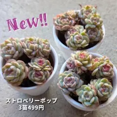 あんこ様 リクエスト 2点 まとめ商品