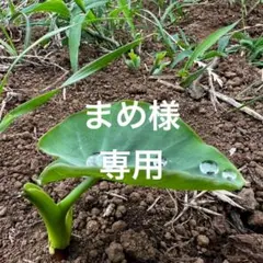 まめ様専用ページ