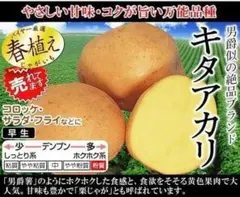 ジャガイモの種芋: キタアカリ 12個 ※男爵薯を親に持つ栗ジャガイモ！