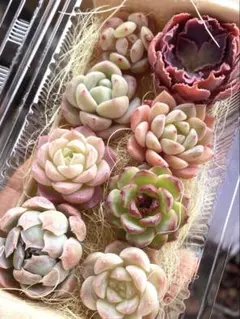 現品のみ❣️8苗詰め合わせセット❣️多肉 韓国苗 寄せ植え カット苗