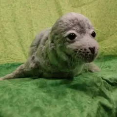 カカポ 等身大ぬいぐるみ 自立可動式・有翼・鳴き声仕掛け - メルカリ