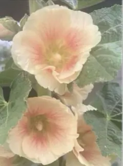 2025年最新】ホリホック八重咲きの人気アイテム - メルカリ