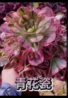 アエオニウム錦❤️銅花順錦❤️ 観葉植物 状態図 - メルカリ