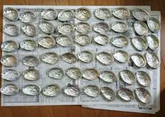 アワビ貝殻50枚