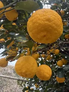 ひろー　様　専用 訳あり50個