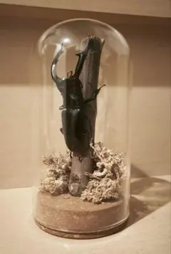 昆虫標本 マンディブラリスフタマタクワガタ 91mm ガラスドーム入りのサムネイル