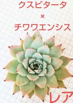 多肉植物 (レア・エケベリア) クスビタータ×チワワエンシス 抜き苗 1本