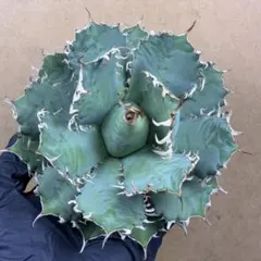 2025年最新】フィリグリー アガベの人気アイテム - メルカリ