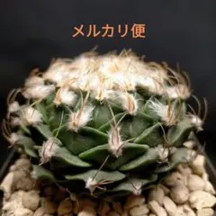 satoruru様 リクエスト 2点 まとめ商品