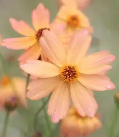 。むぅ。様 リクエスト 3点 まとめ商品