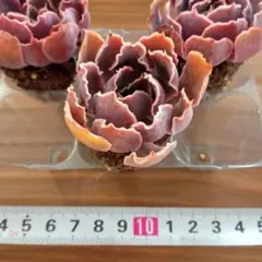 *＊…sea green…＊*様 リクエスト 2点 まとめ商品