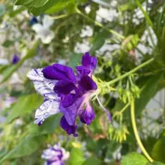 ayu様 リクエスト 2点 まとめ商品