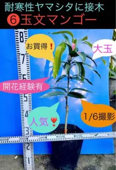小麦様用53 ヤマシタマンゴー 花芽付　耐寒性雪姫 小麦様用53 ヤマシタマンゴー 花芽付 耐寒性雪姫 - メルカリ