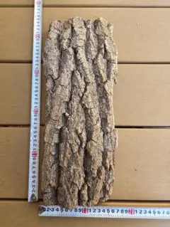 ポルトガル産コルク樹皮HP S-0529-M S - メルカリ