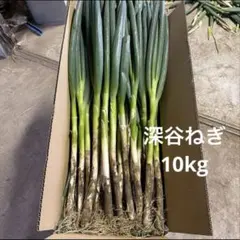 鳥取県産　白ネギ「春香葱」 20kg　長ネギ 鳥取県産 白ネギ「春香葱」 20kg 長ネギ - メルカリ