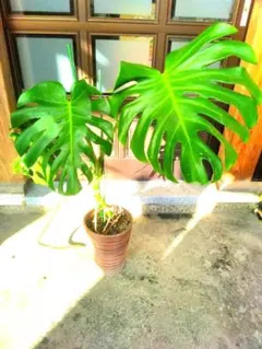 2026年最新】モンステラ幹立ちの人気アイテム - メルカリ