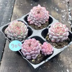 alberobello様 リクエスト 3点 まとめ商品