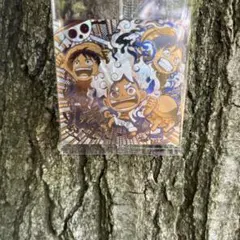 ワンピース 大海賊シールウエハースSW14-01 USGR＋ルフィ