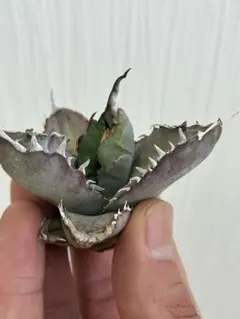 2026年最新】アガベ チタノタ 実生の人気アイテム - メルカリ